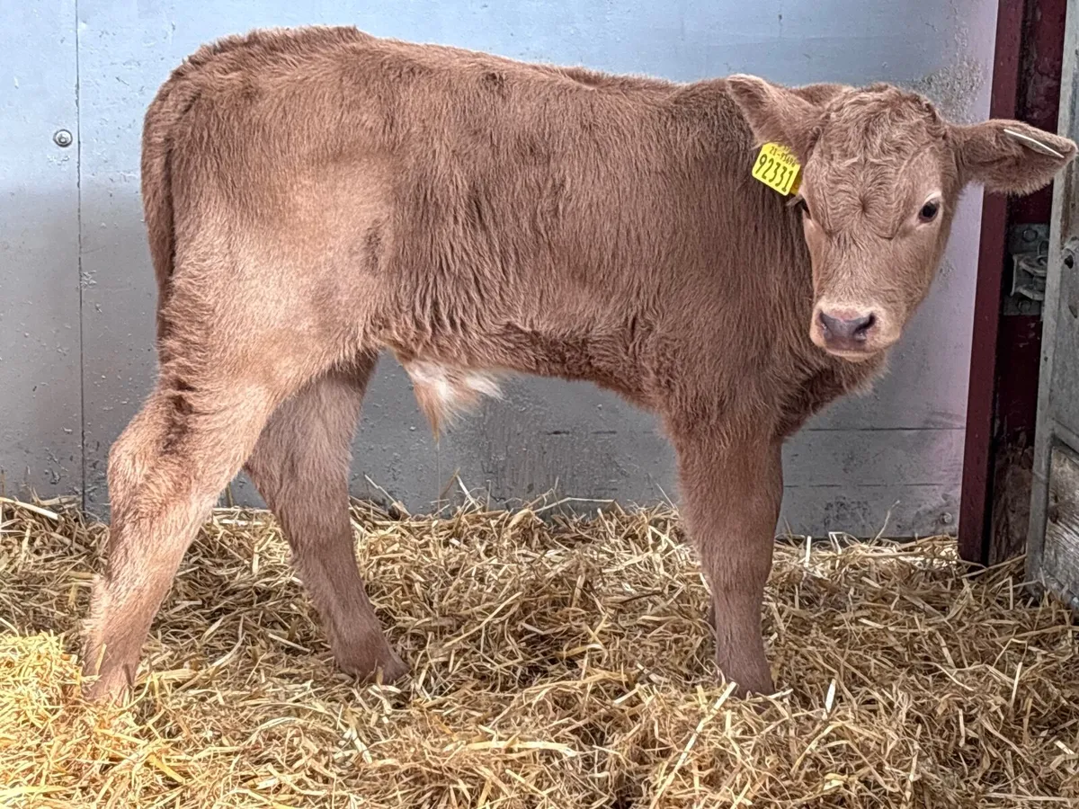 2 golden Charlaois bull calves for sale - Image 1