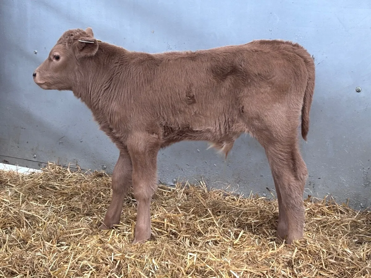 2 golden Charlaois bull calves for sale - Image 2