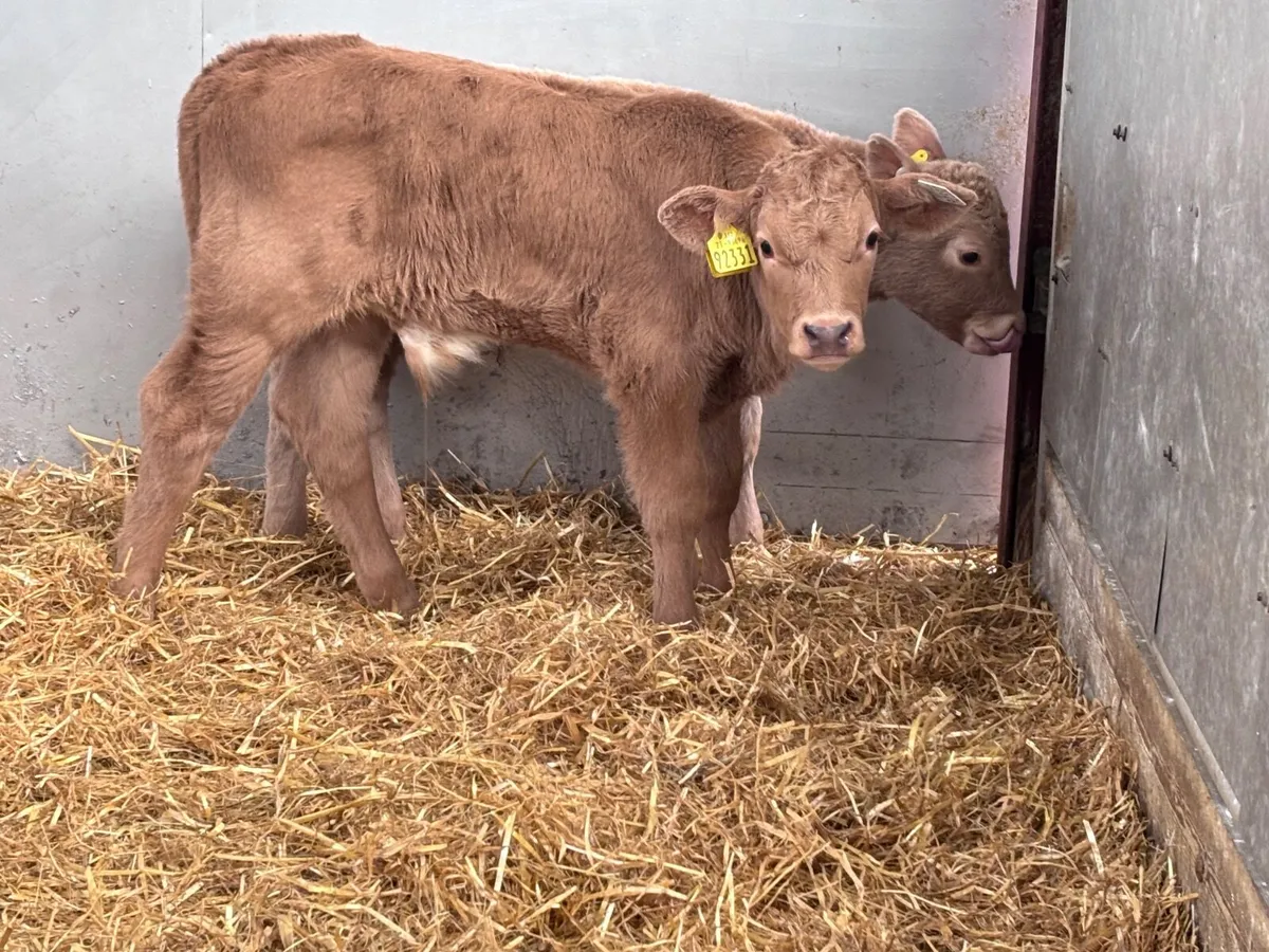 2 golden Charlaois bull calves for sale - Image 3