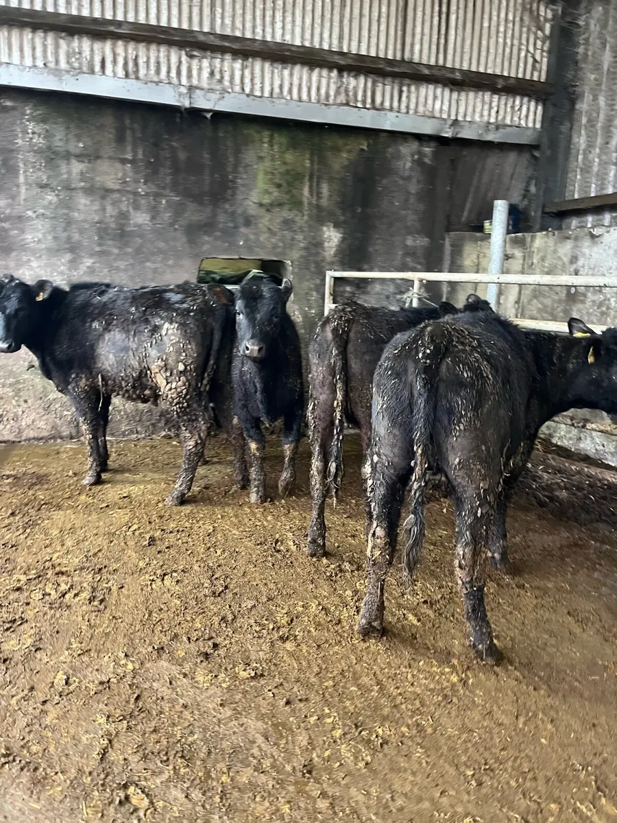 4 Angus heifers 285kg - Image 1