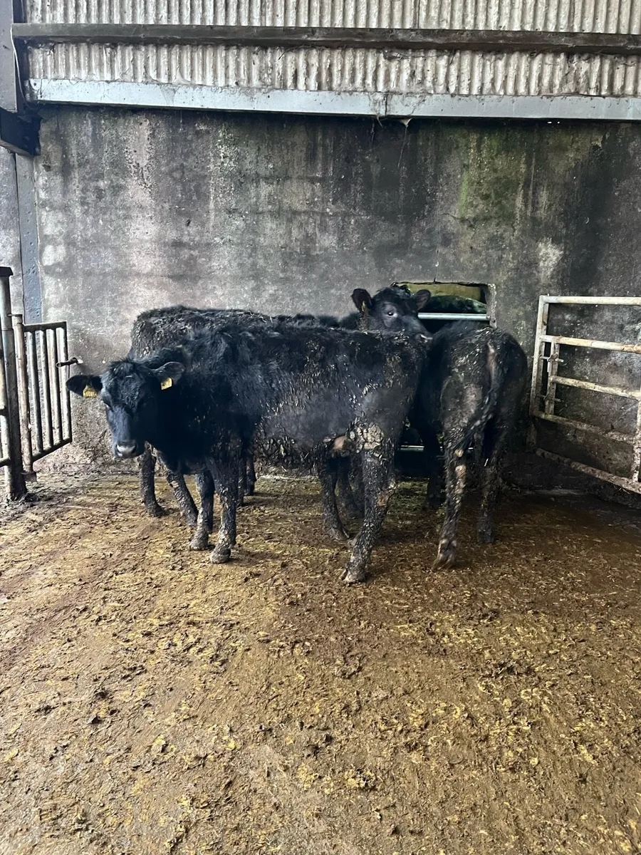 4 Angus heifers 285kg - Image 2