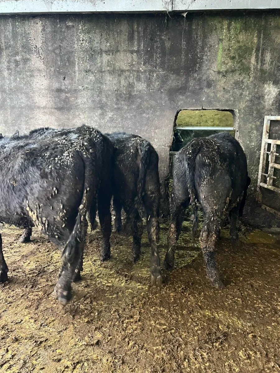 4 Angus heifers 285kg - Image 3