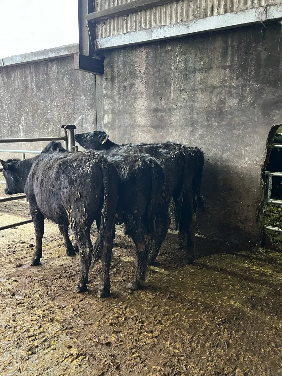 4 Angus heifers 285kg - Image 4