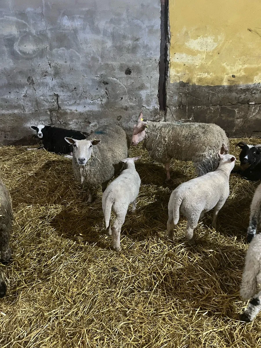 PBNR Charolais ewes and lambs - Image 3