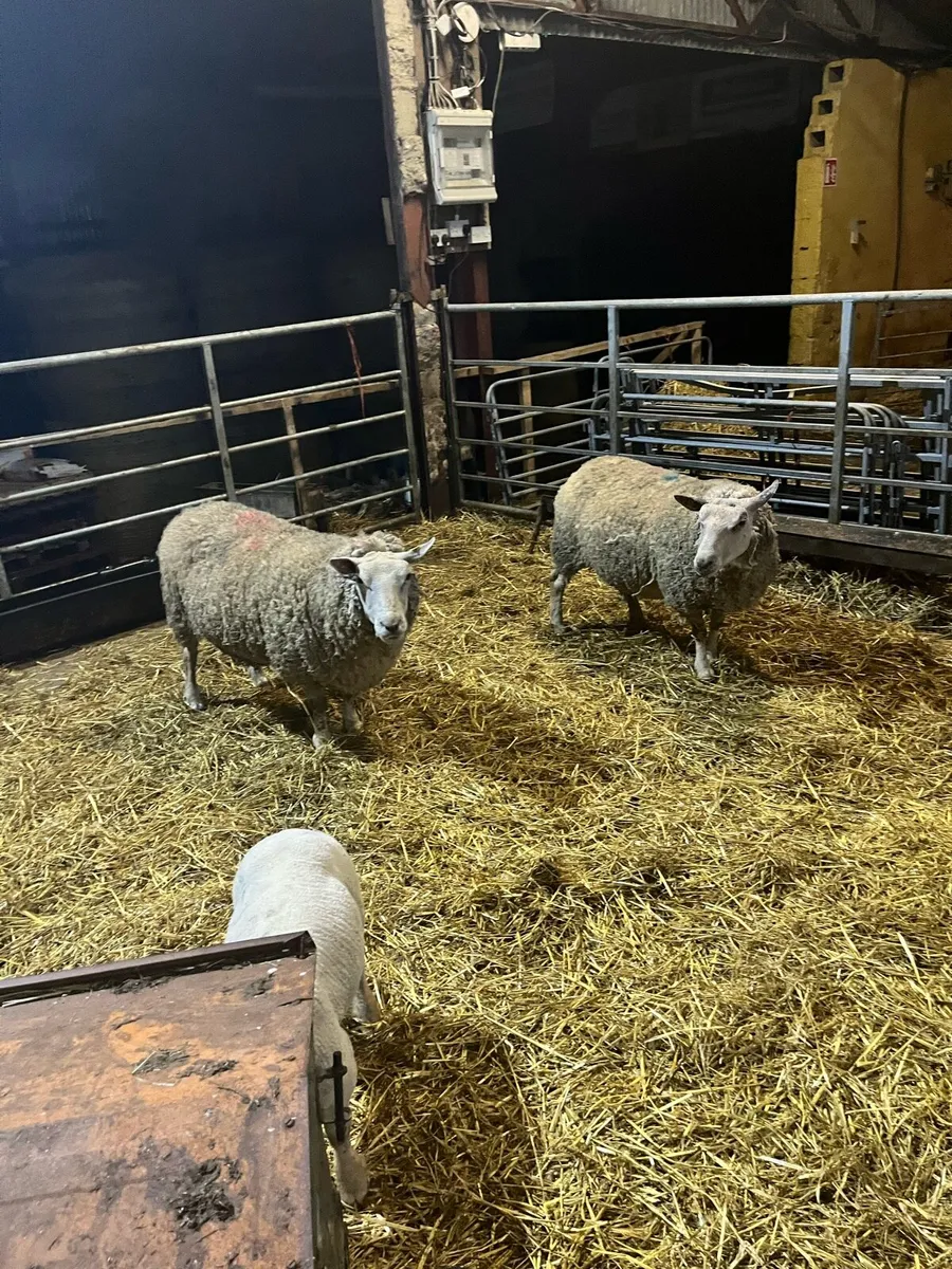 PBNR Charolais ewes and lambs - Image 4