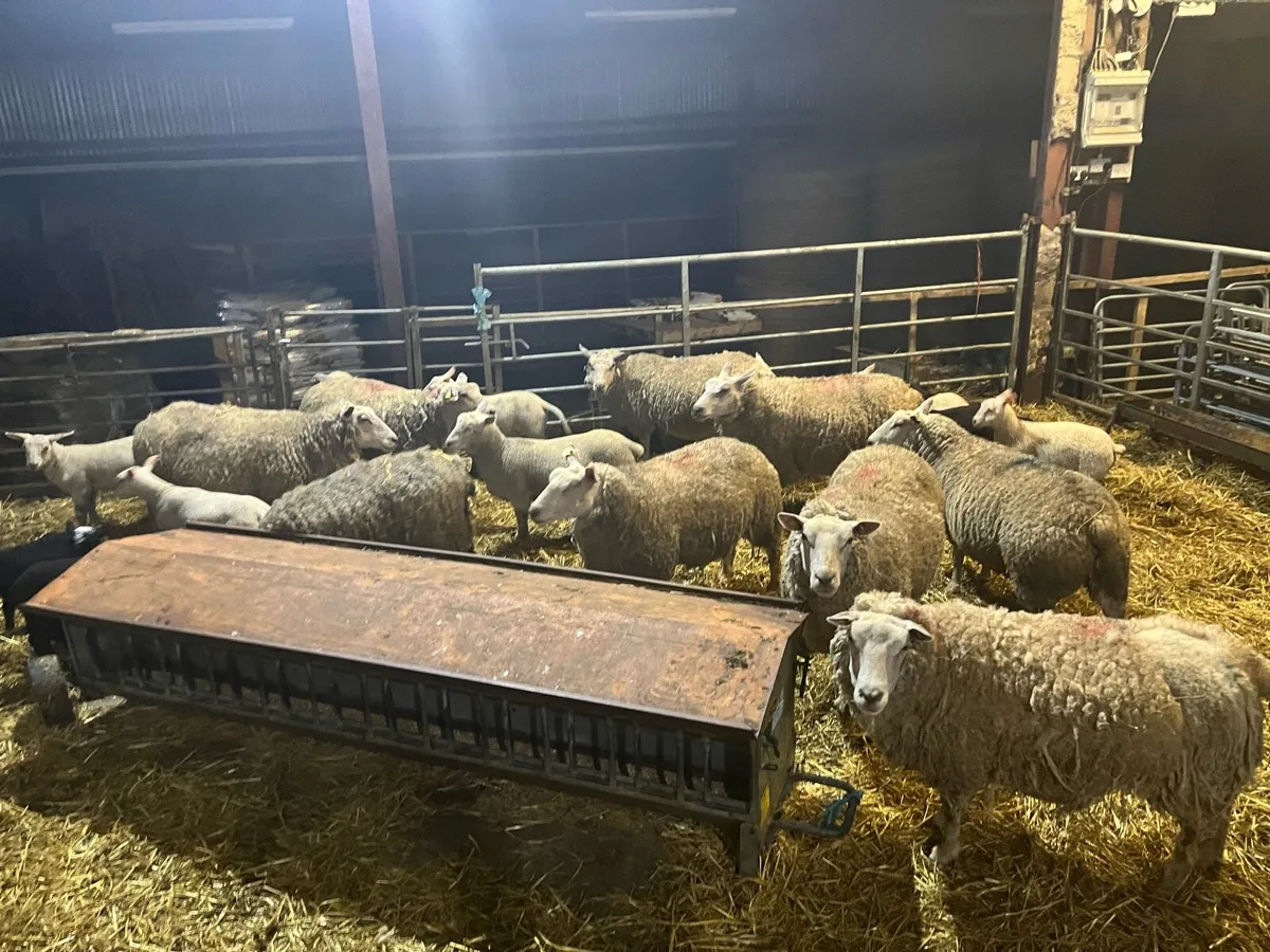 PBNR Charolais ewes and lambs - Image 1