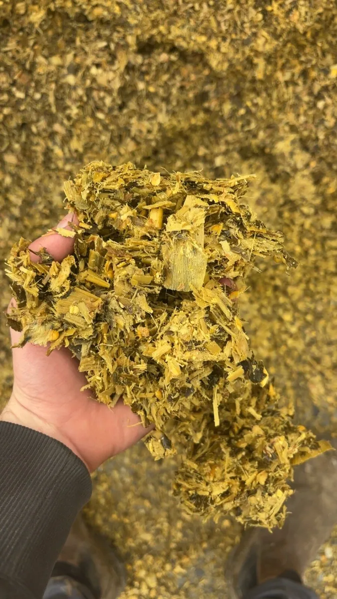 Maize silage - Image 1