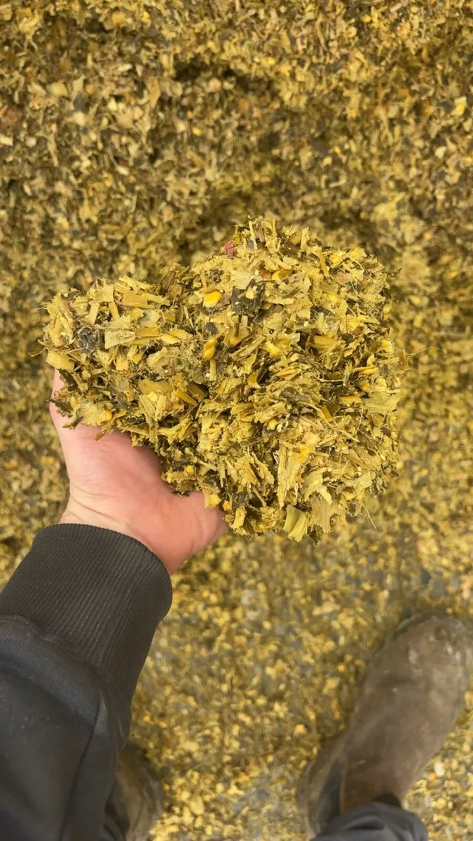 Maize silage - Image 2