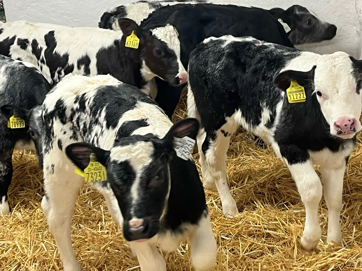 15 Super BB Heifer Calves - Image 1