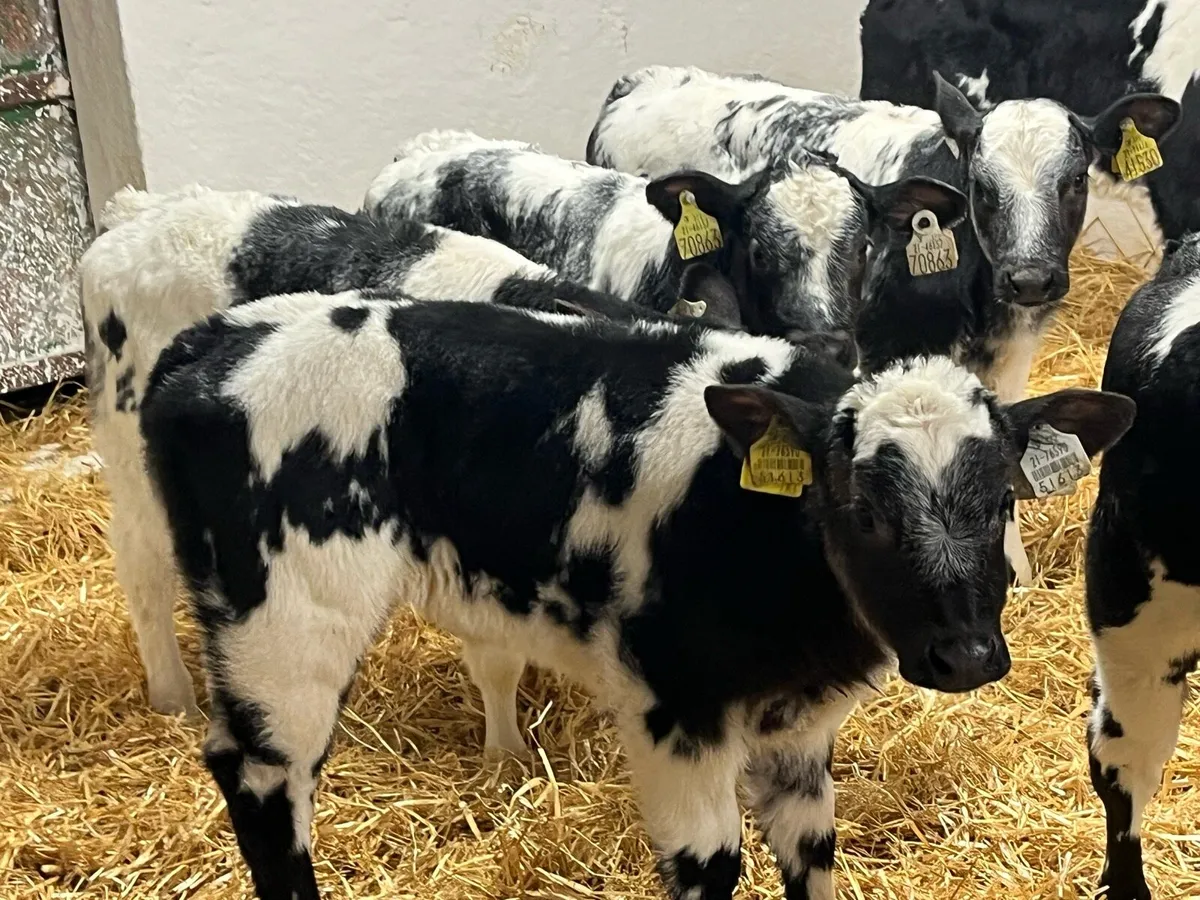 15 Super BB Heifer Calves - Image 2