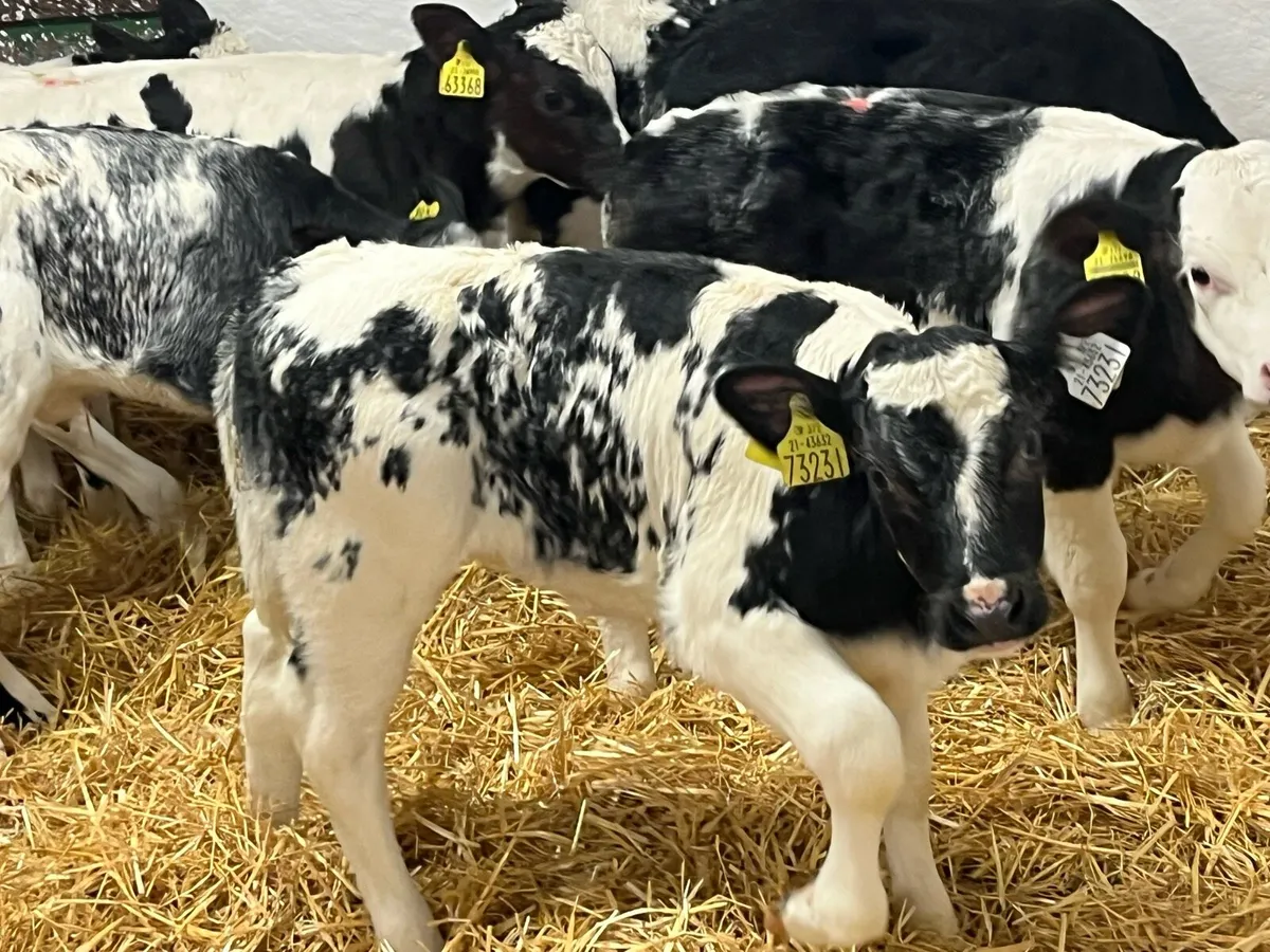 15 Super BB Heifer Calves - Image 4