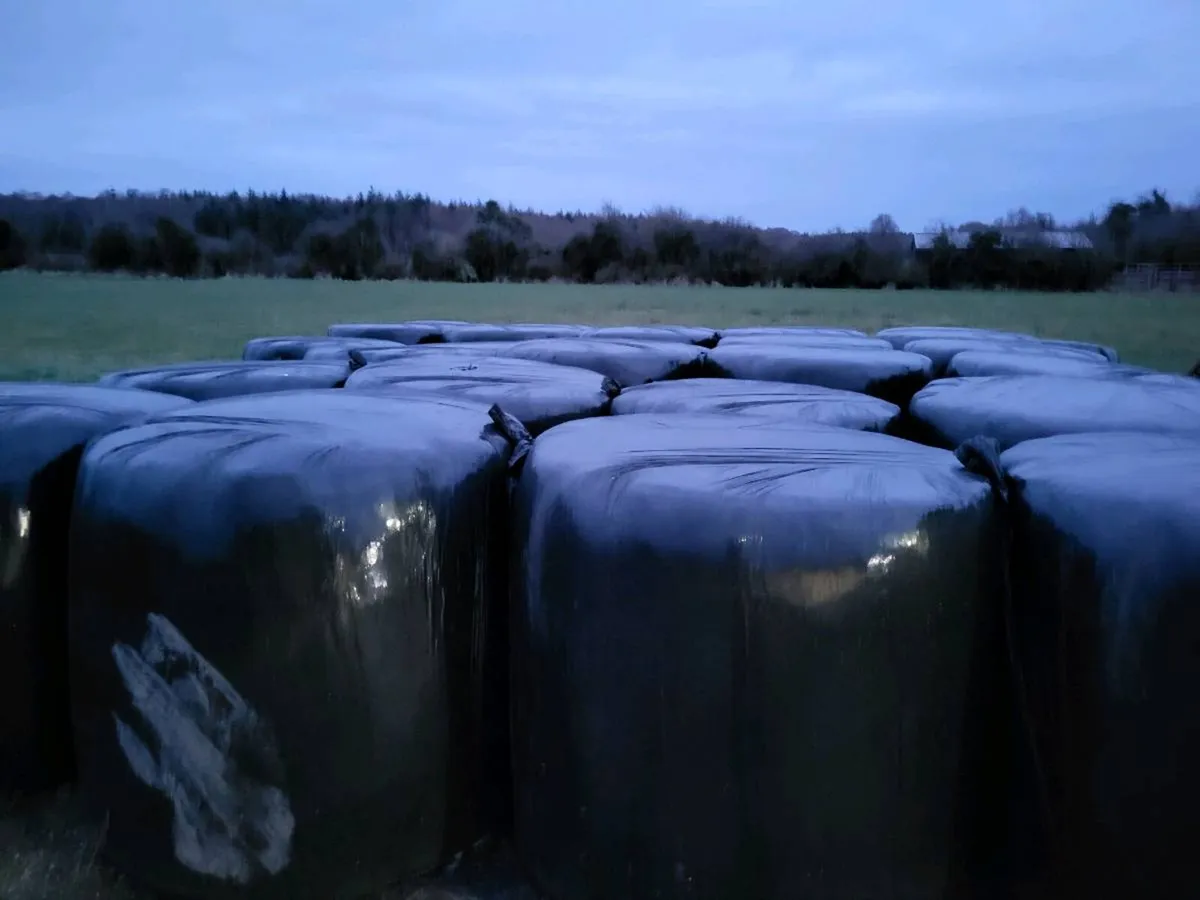 Silage - Image 2