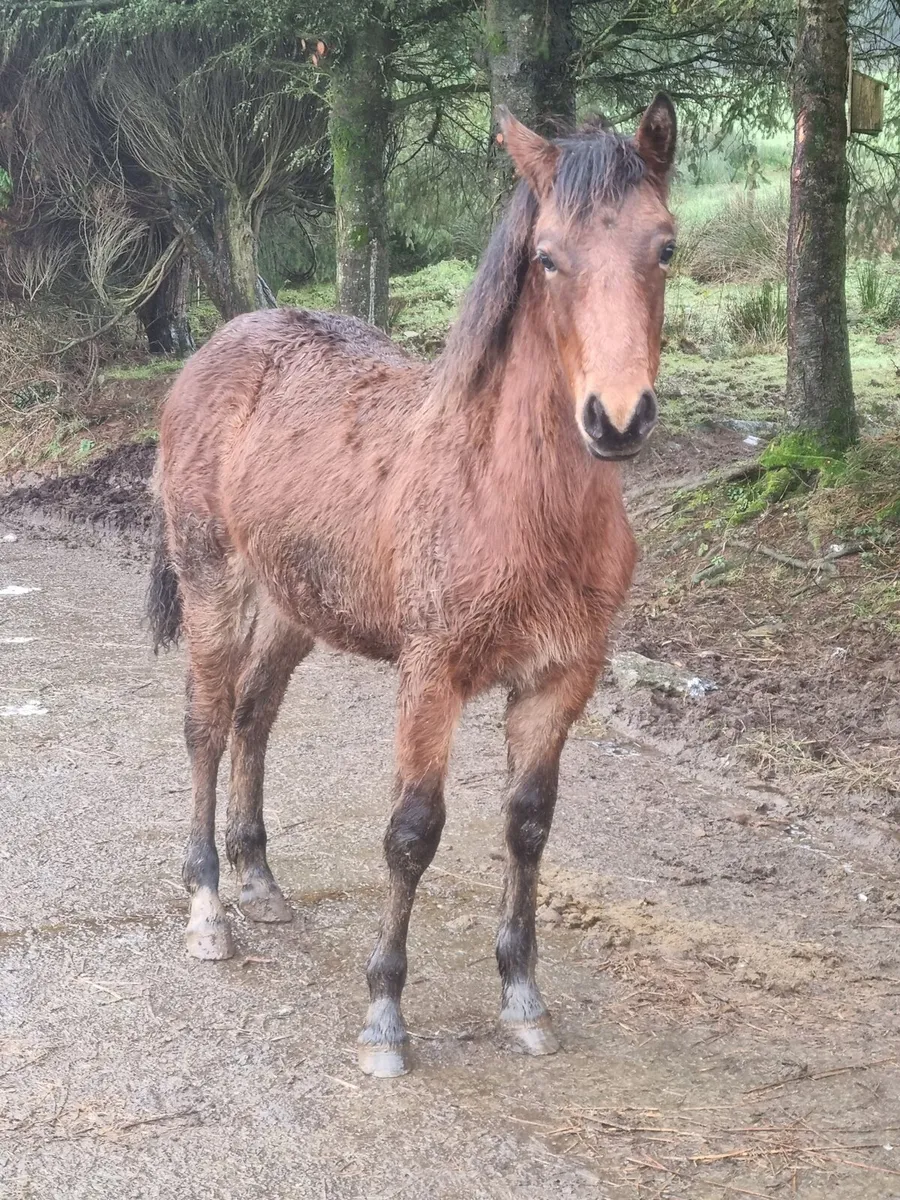 Stunning Connemara bay  filly - Image 1