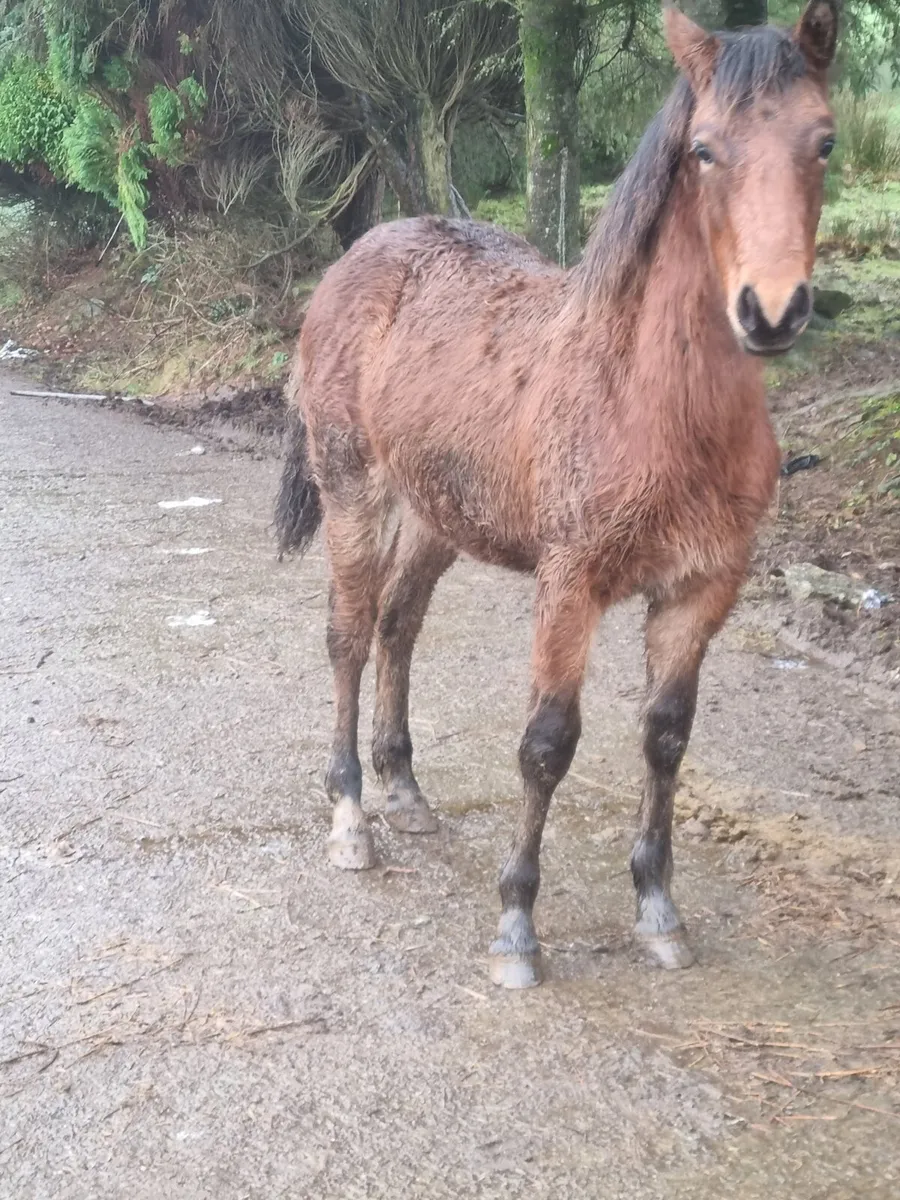 Stunning Connemara bay  filly - Image 2