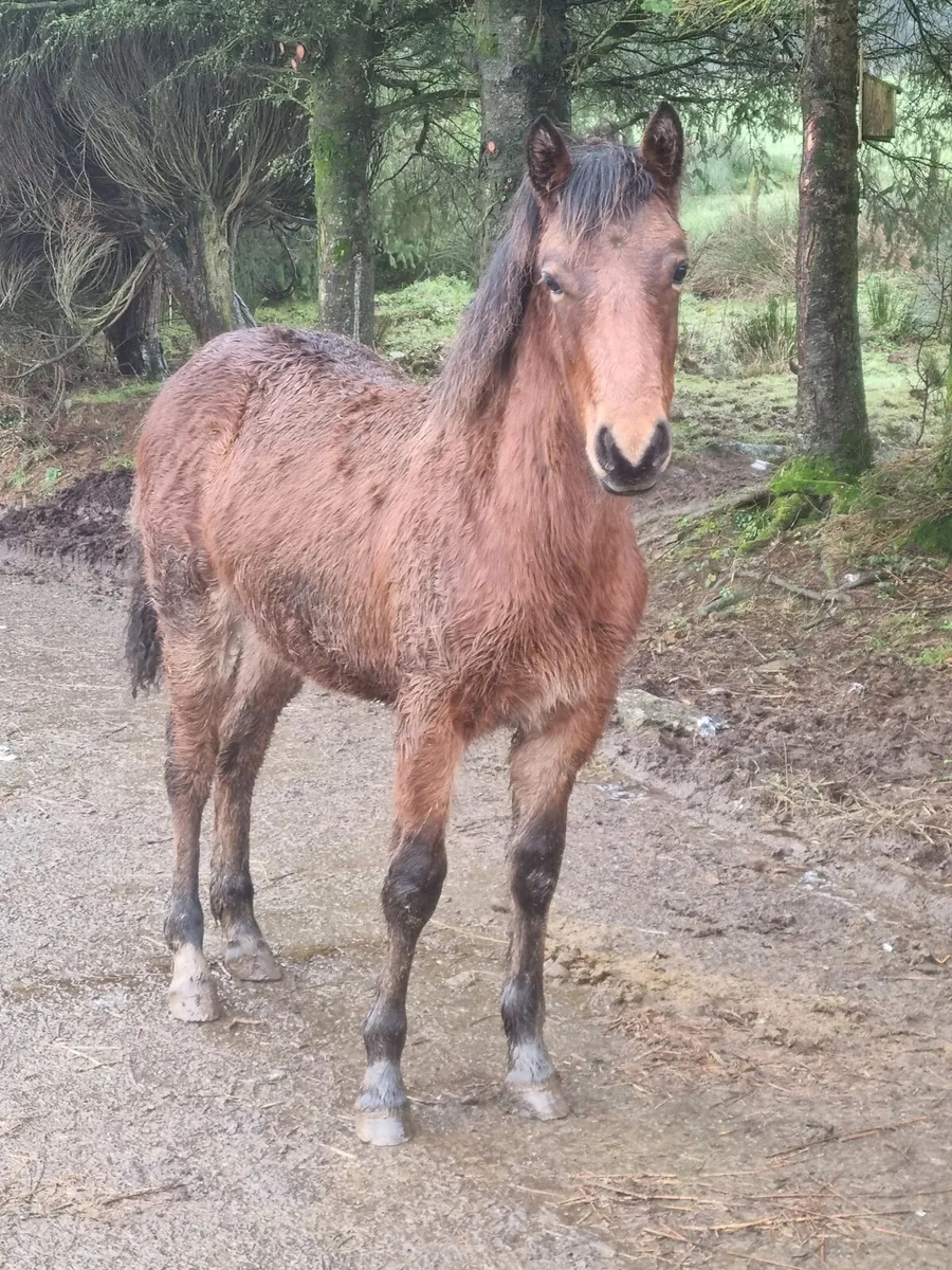 Stunning Connemara bay  filly - Image 3