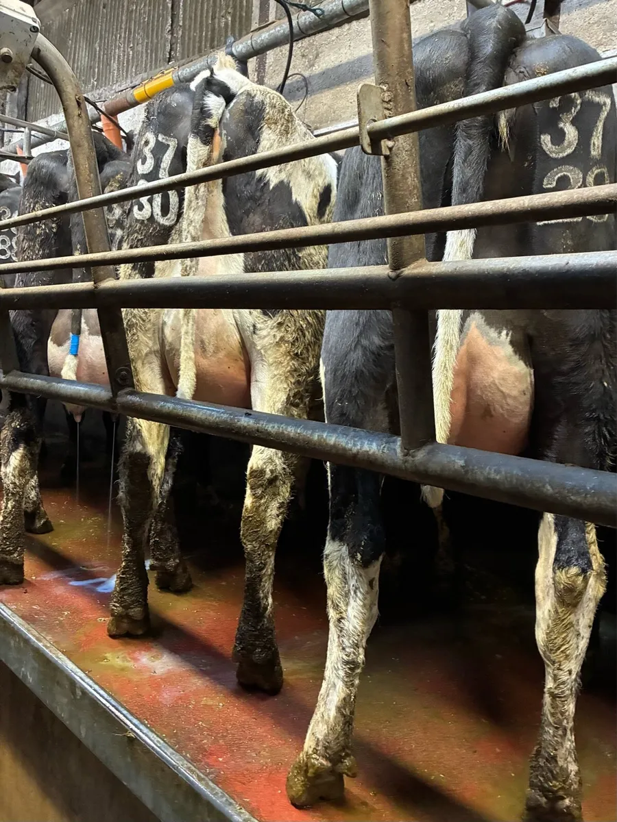 CALVED HEIFERS - Image 1