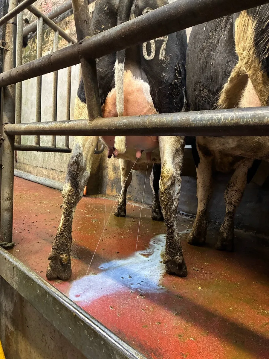 CALVED HEIFERS - Image 2