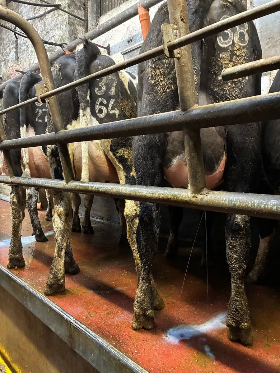 CALVED HEIFERS - Image 3