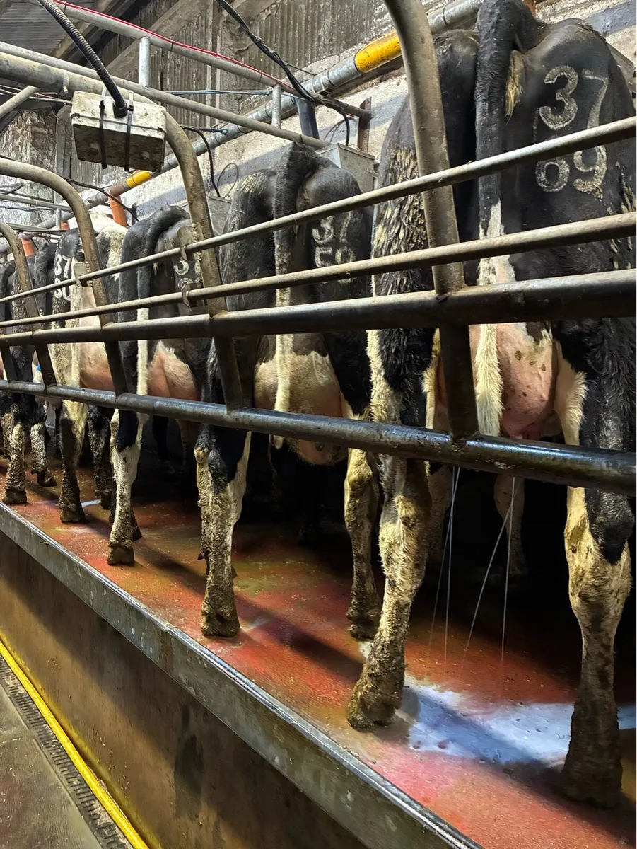 CALVED HEIFERS - Image 4