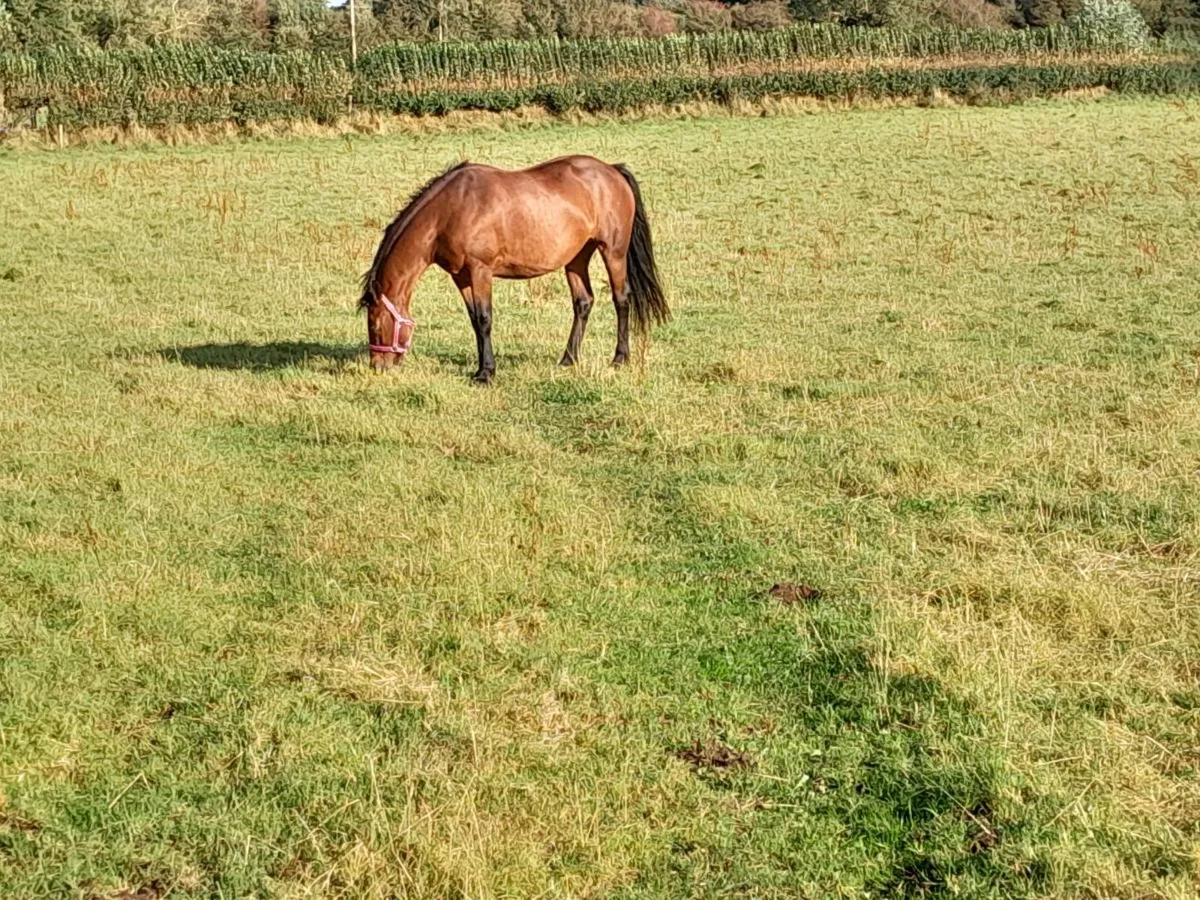 6 year old mare for sale - Image 1