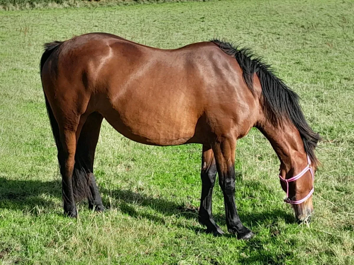 6 year old mare for sale - Image 3