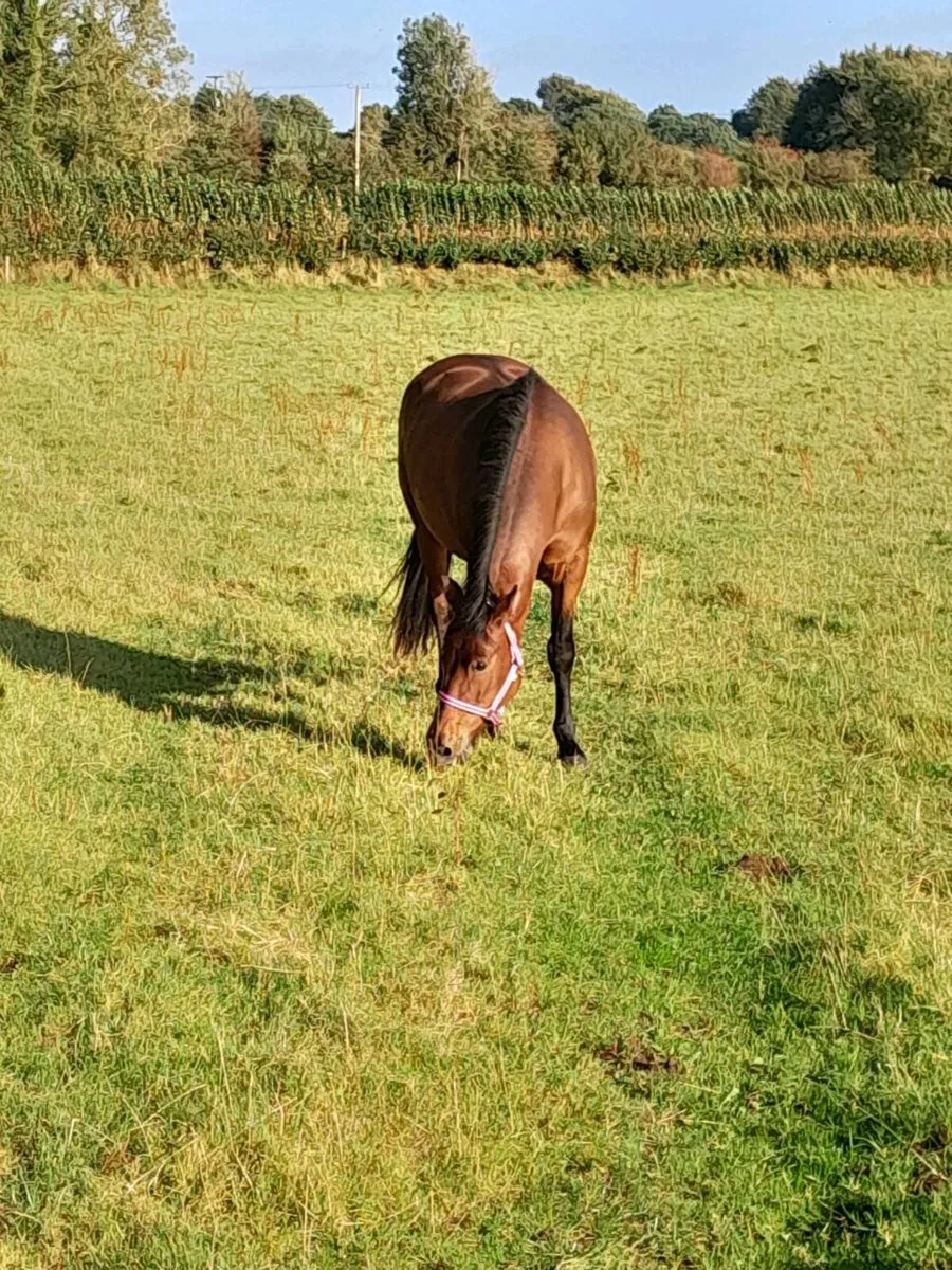 6 year old mare for sale - Image 4