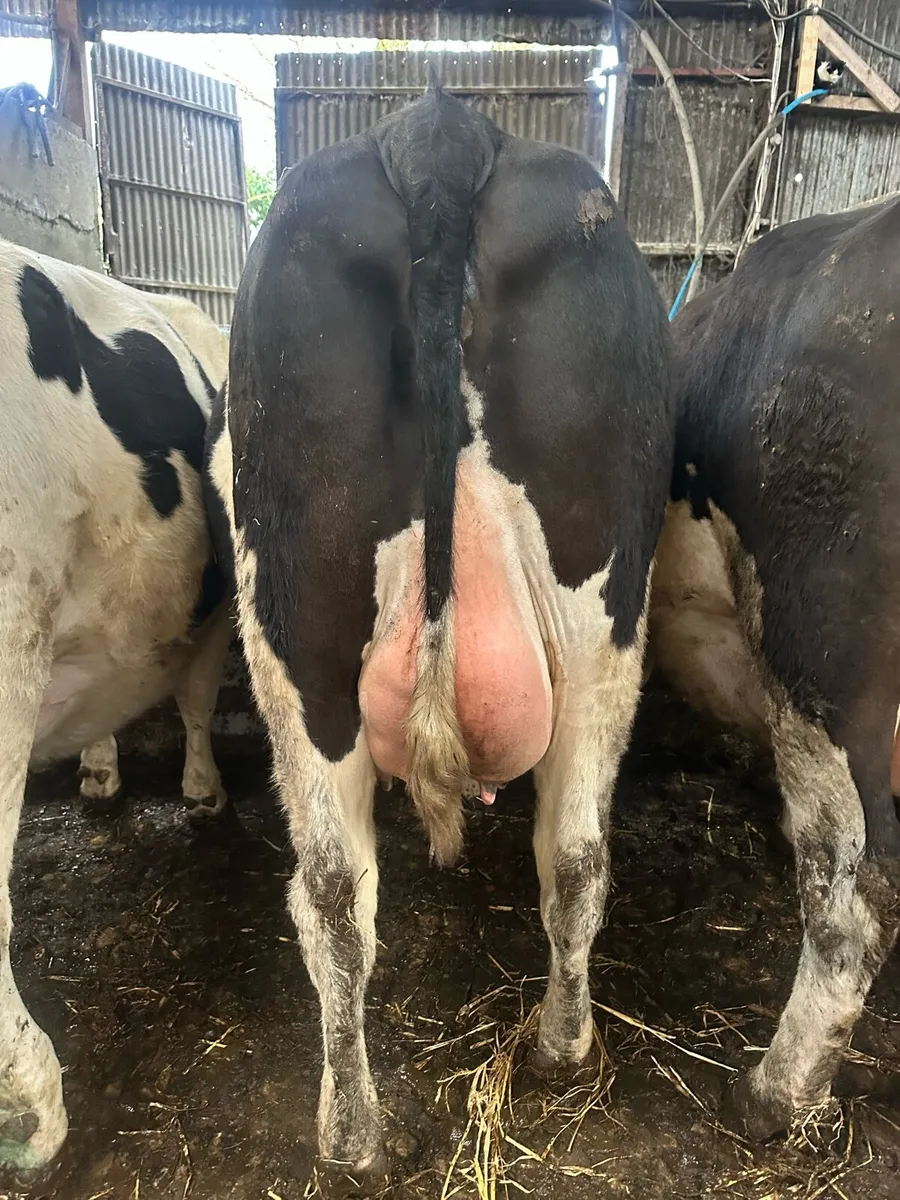 Calved/ in calf heifers, & milking cow - Image 1