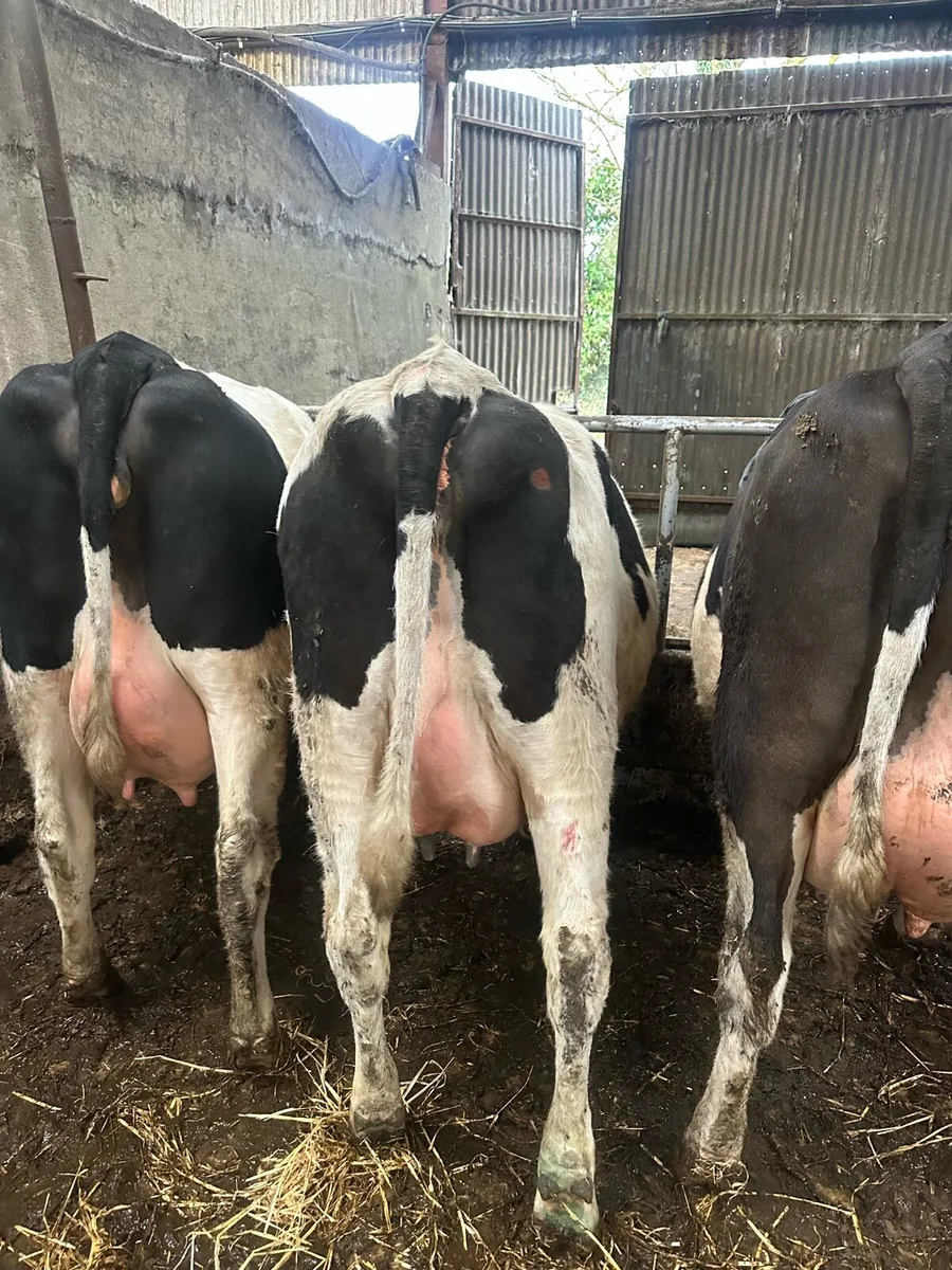 Calved/ in calf heifers, & milking cow - Image 2