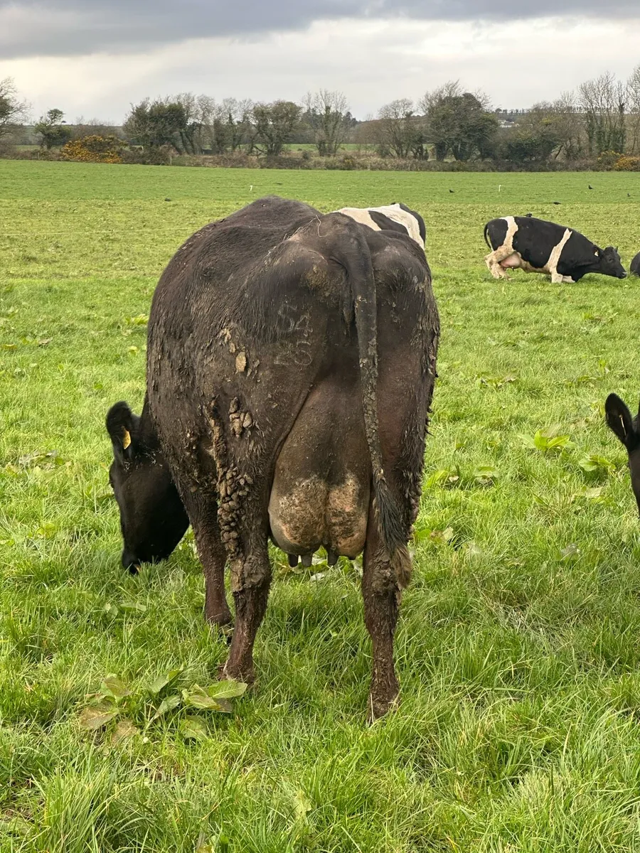 Calved/ in calf heifers, & milking cow - Image 3