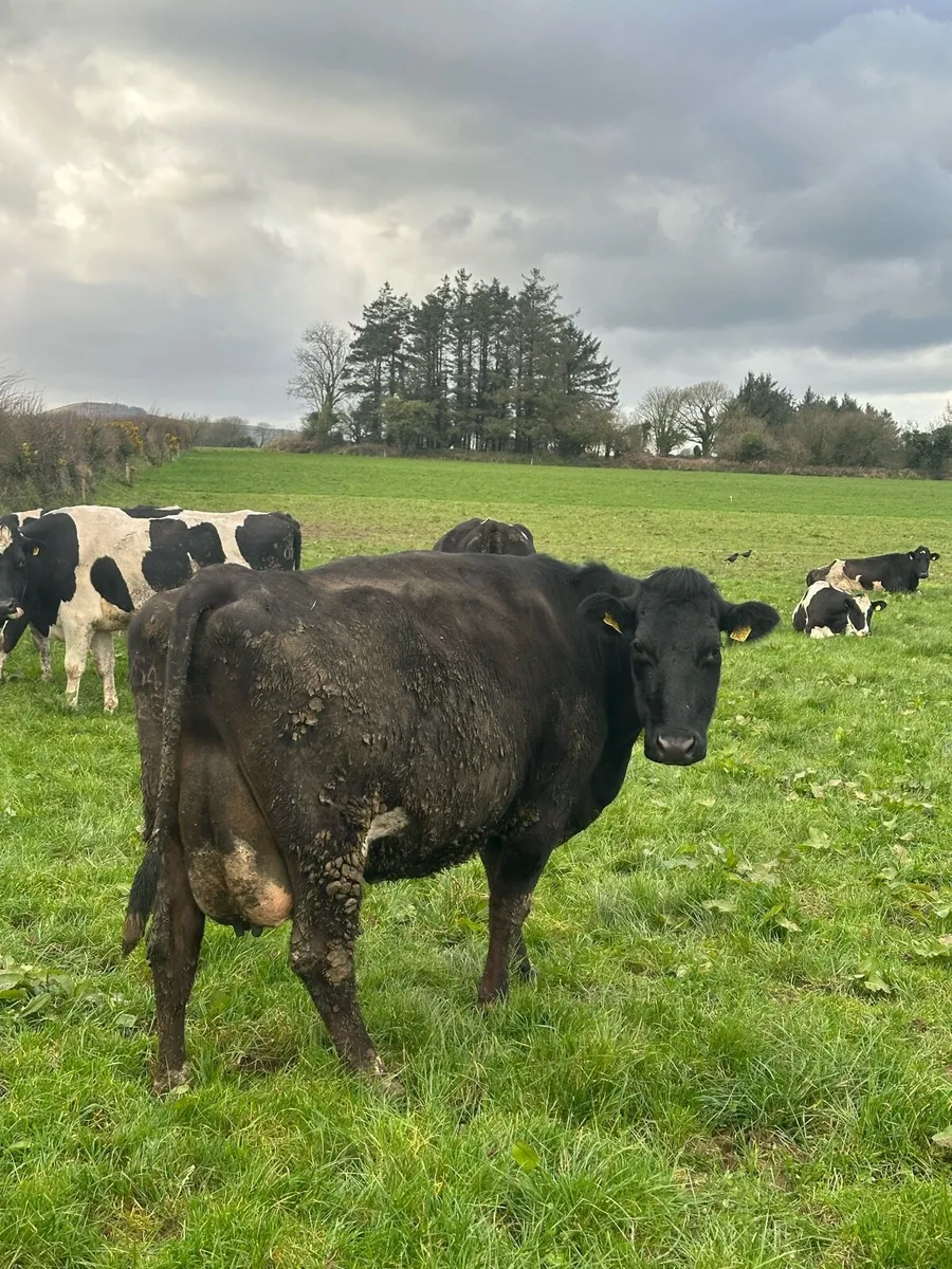 Calved/ in calf heifers, & milking cow - Image 4