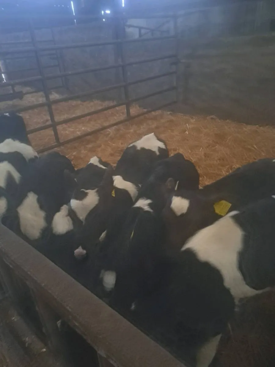 Pedigree British fresian heifer calves - Image 1