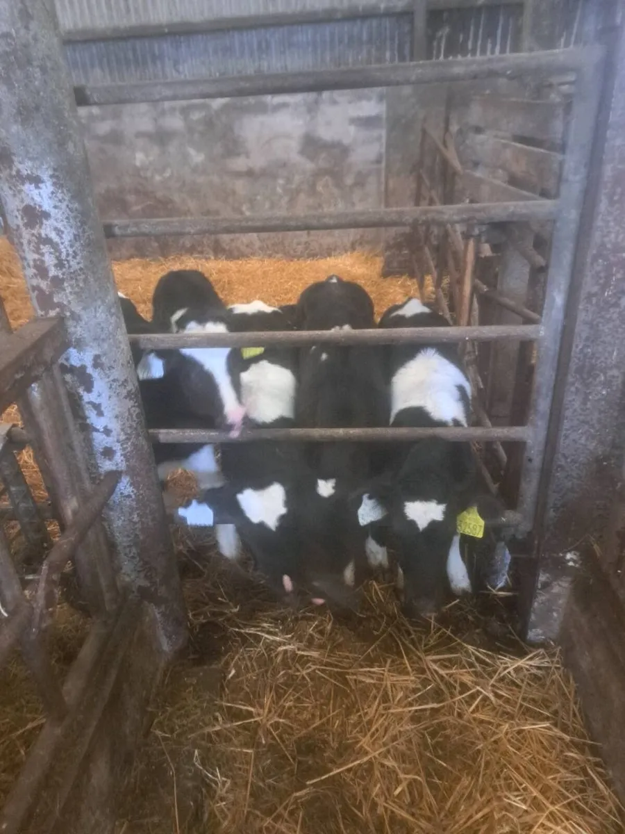 Pedigree British fresian heifer calves - Image 2