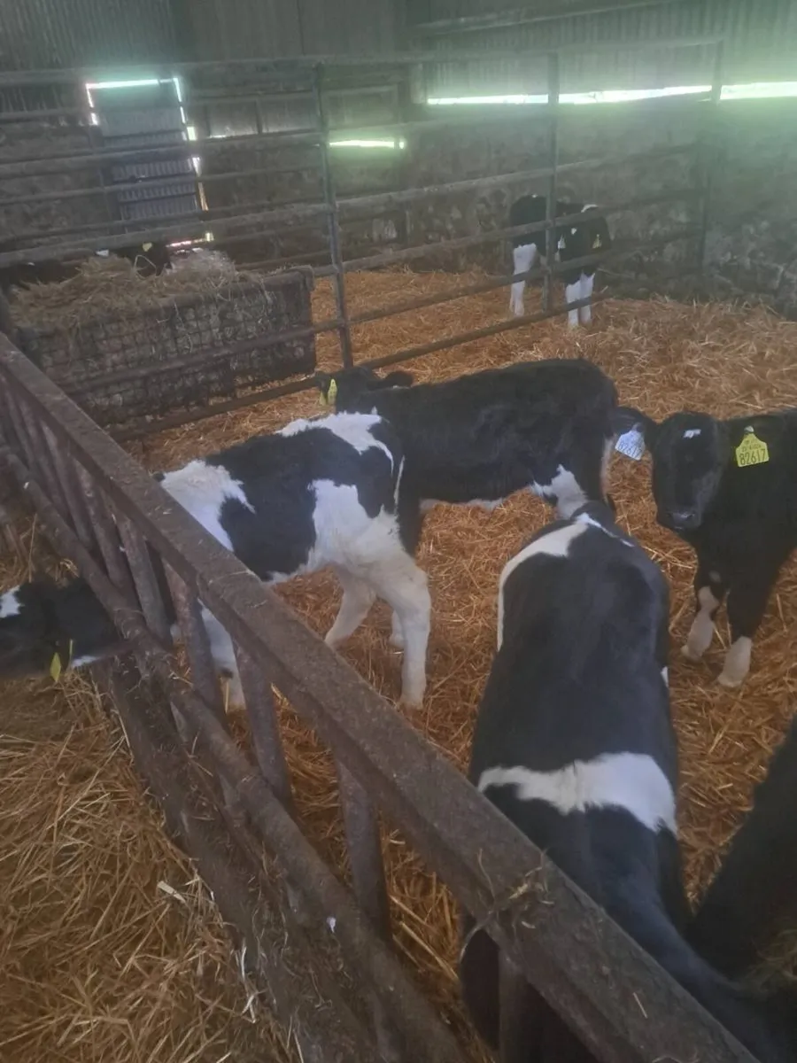 Pedigree British fresian heifer calves - Image 3