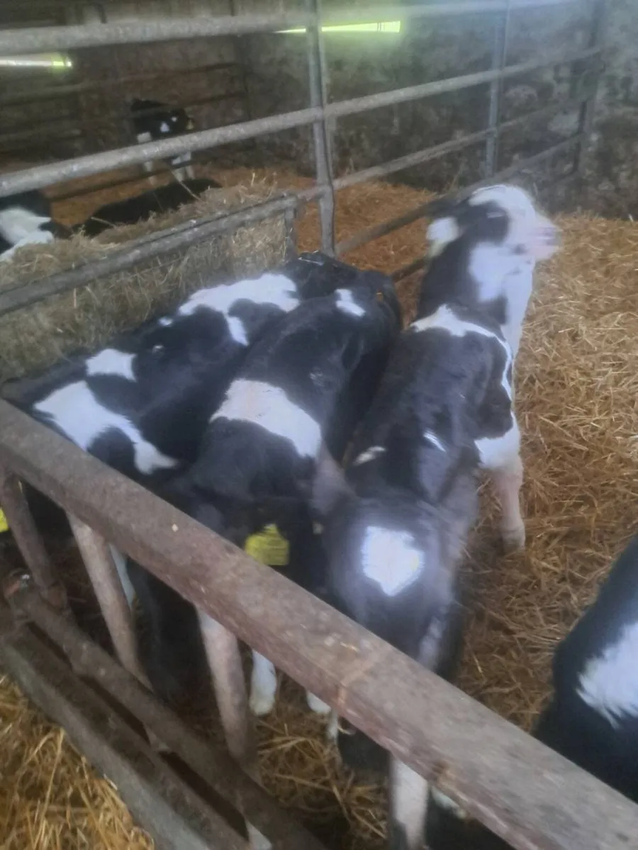 Pedigree British fresian heifer calves - Image 4
