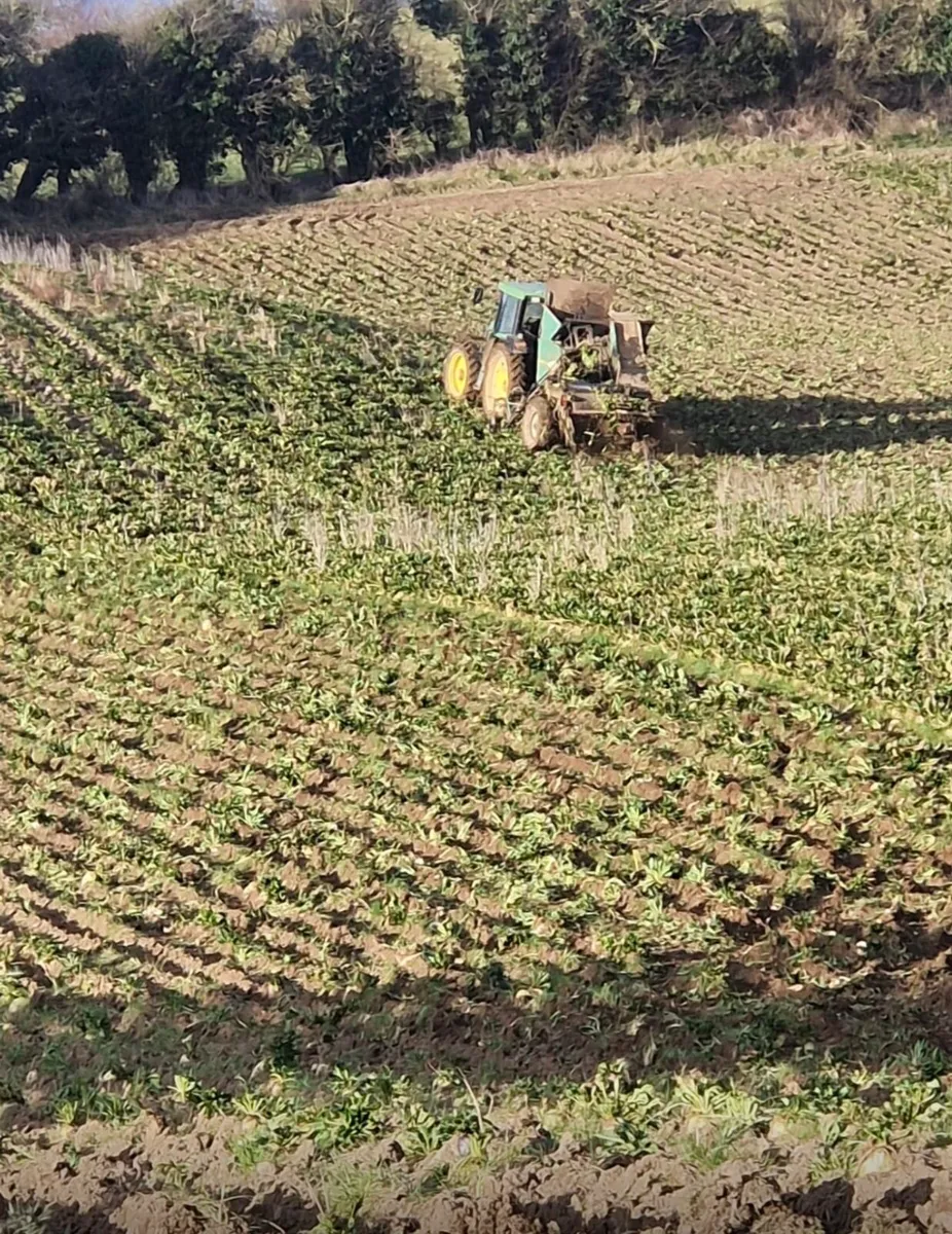 Fodder Beet - Image 1