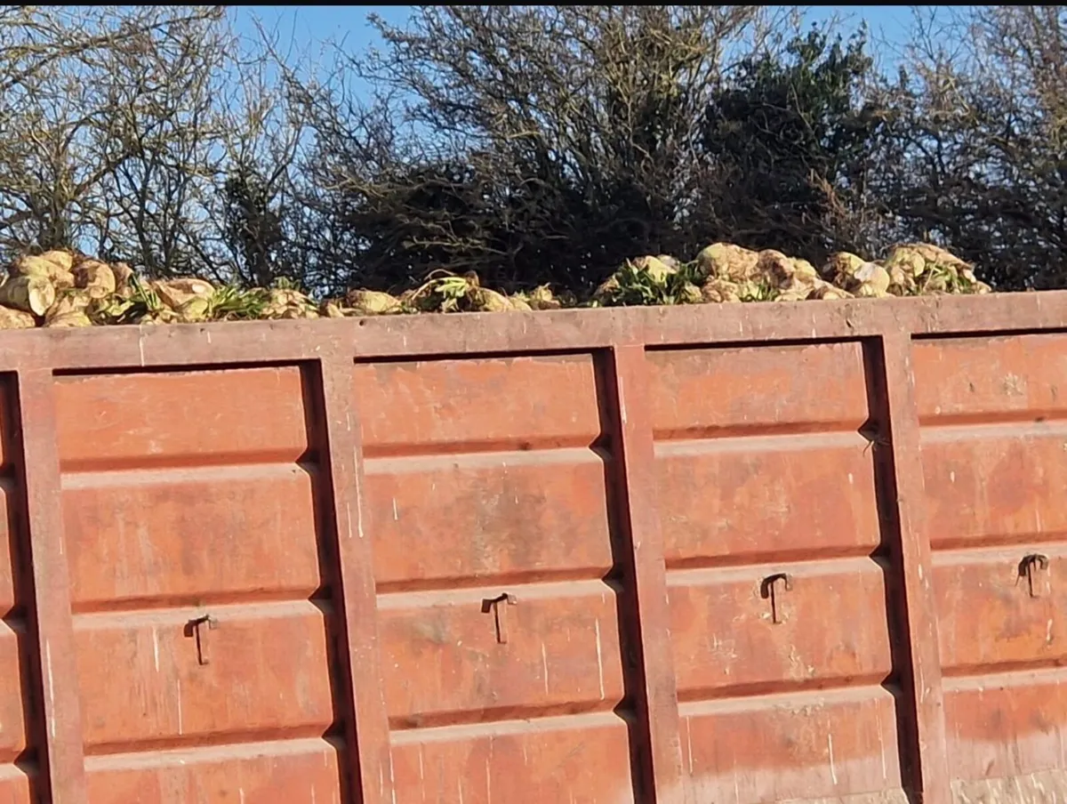 Fodder Beet - Image 2