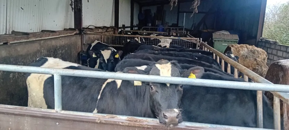 Fr bullocks - Image 1