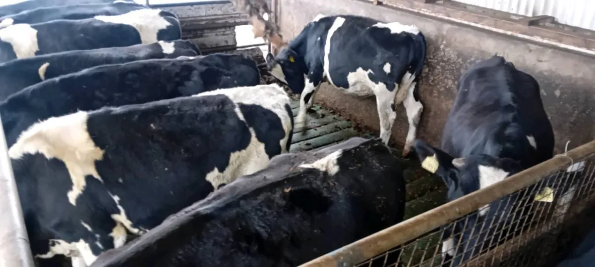 Fr bullocks - Image 3