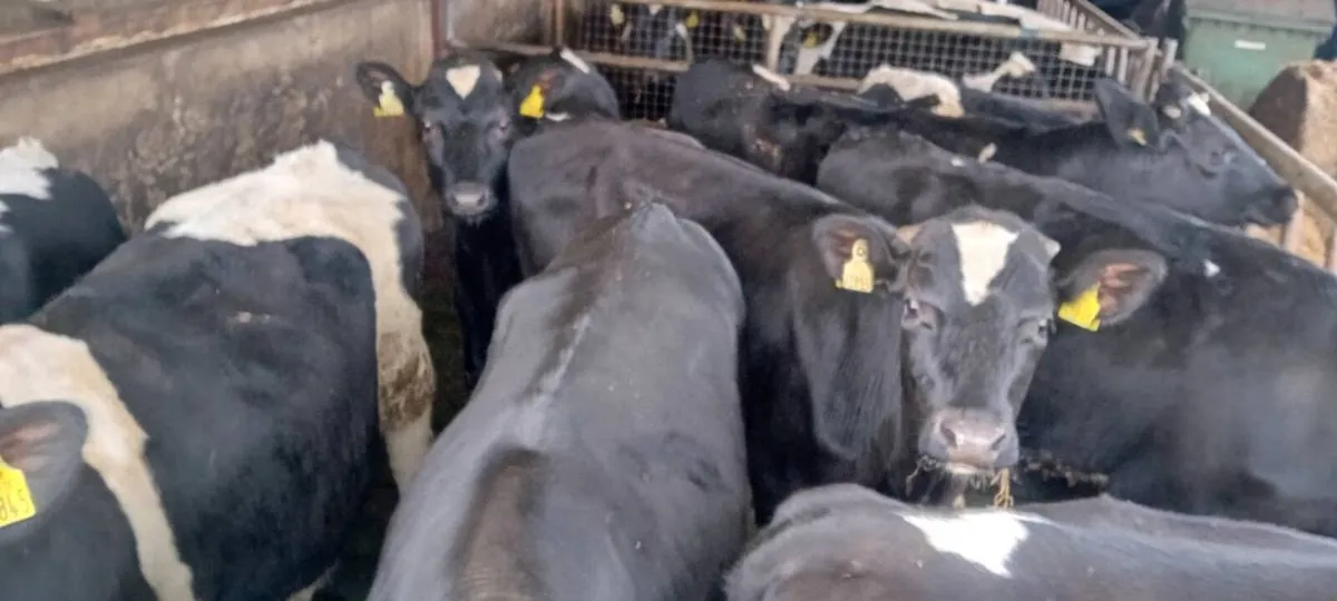 Fr bullocks - Image 4