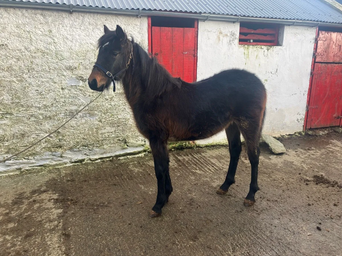 Registered Connemara filly foal - Image 1
