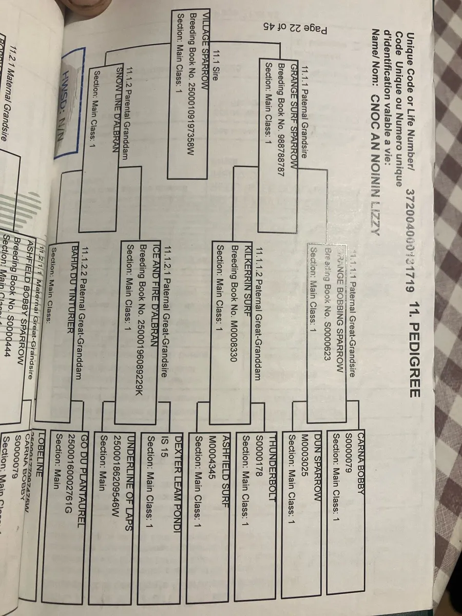 Registered Connemara filly foal - Image 4