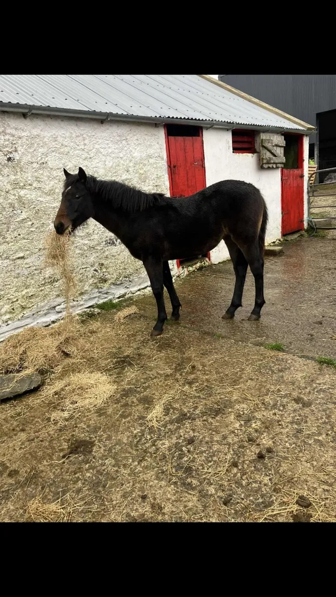Registered Connemara filly foal - Image 2