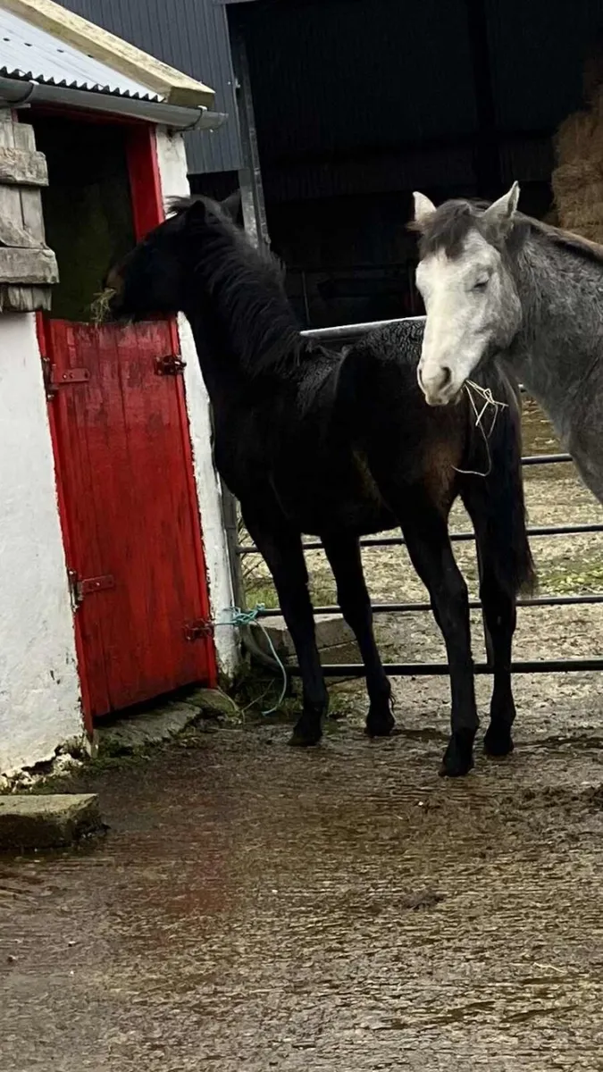 Registered Connemara filly foal - Image 3