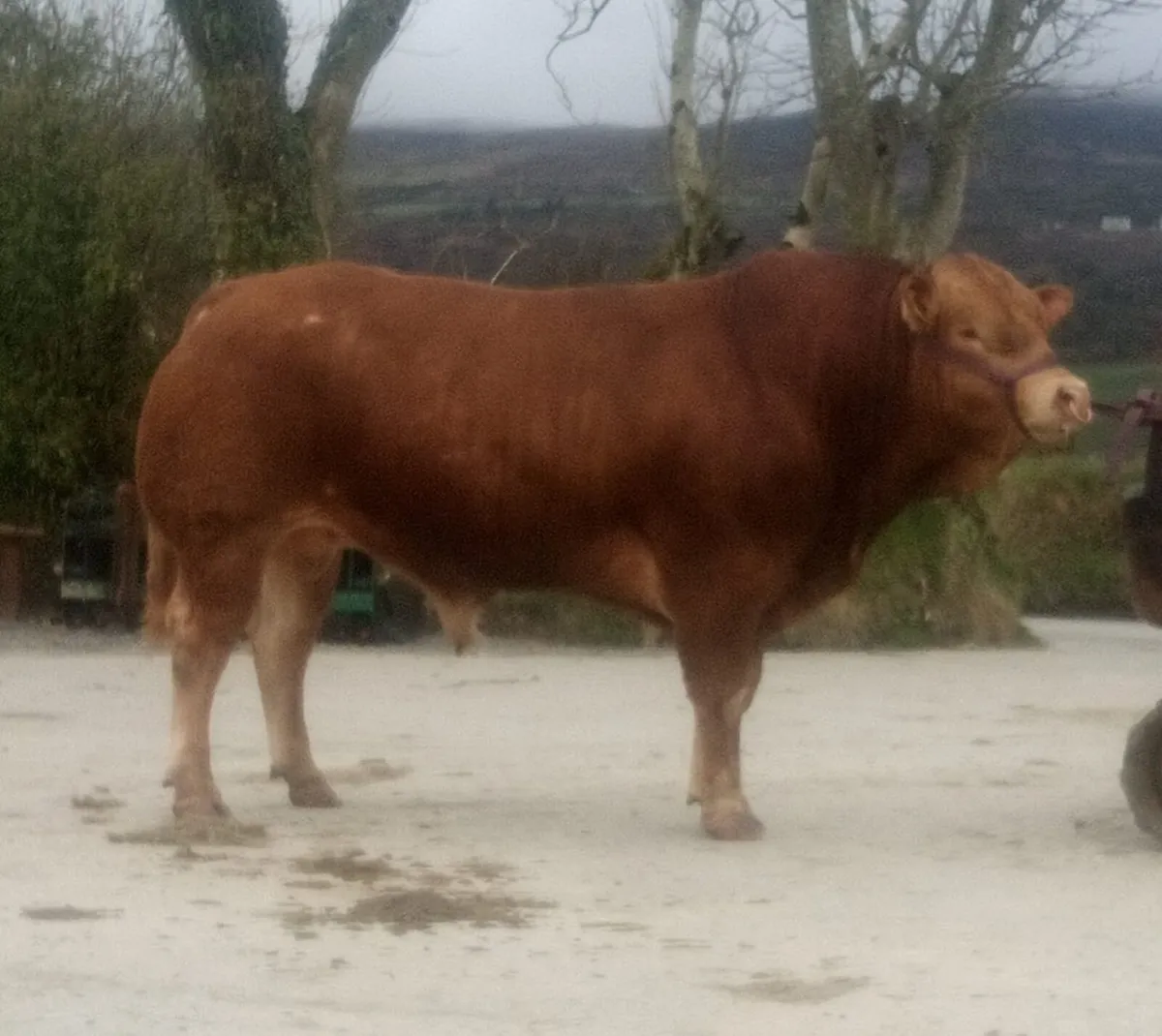 Pure Breed Limousin Bull for Sale - Image 1