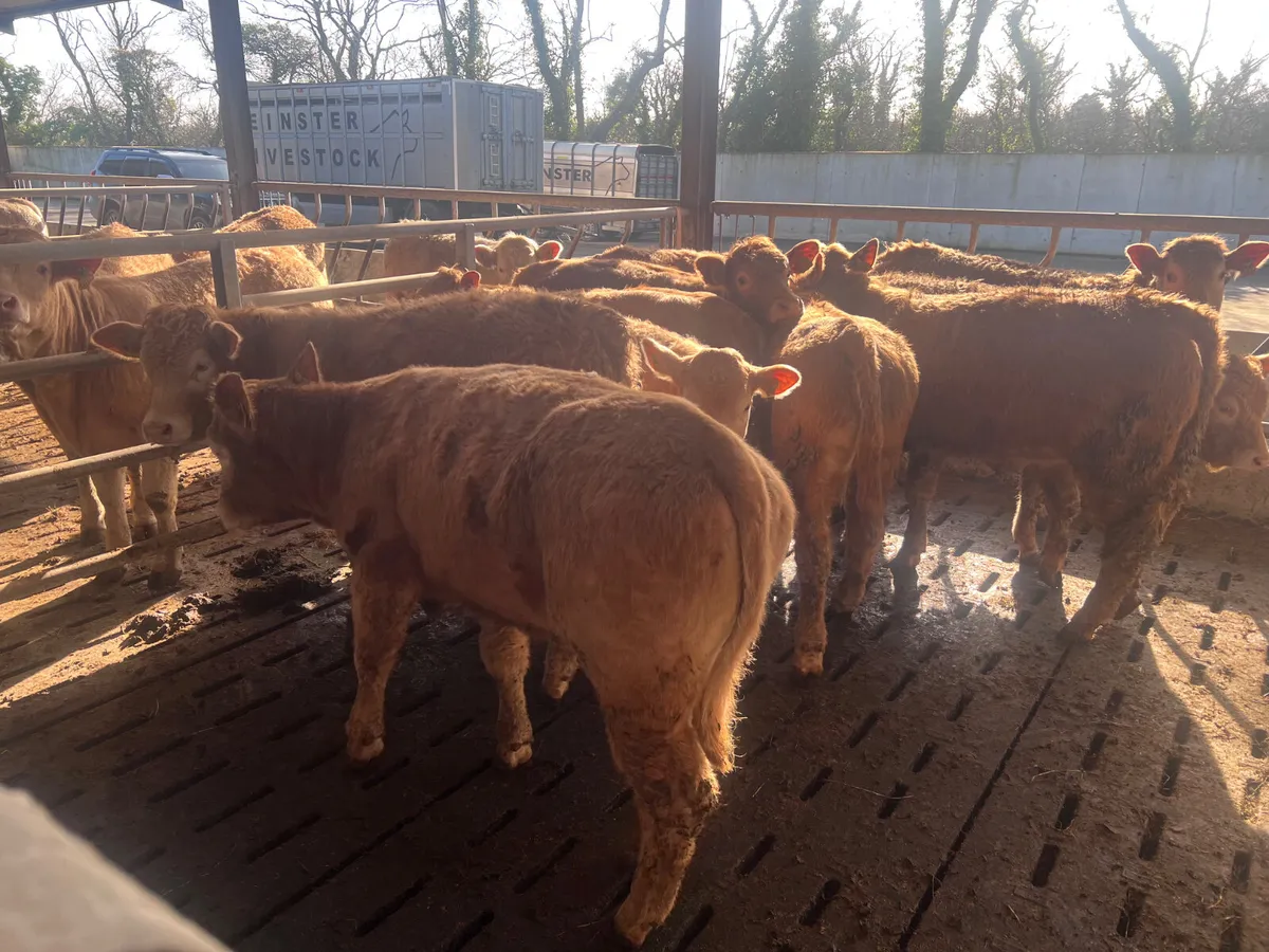 15 Smashing Golden Charolais Heifers - Image 1