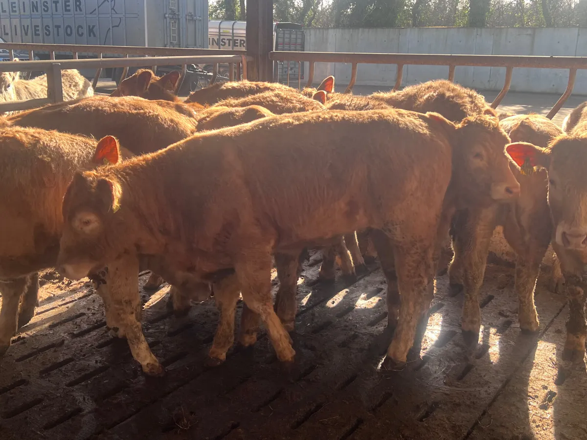 15 Smashing Golden Charolais Heifers - Image 4