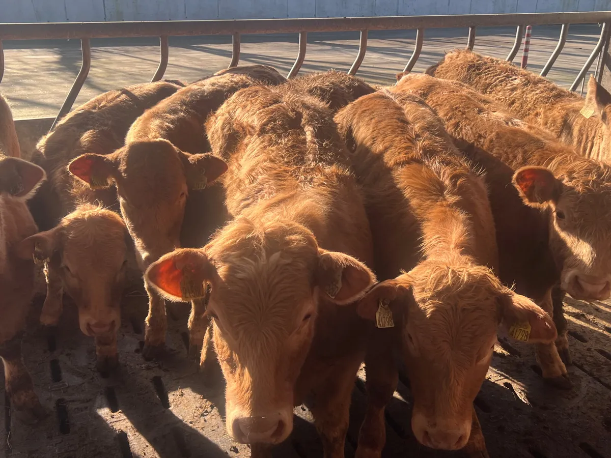 15 Smashing Golden Charolais Heifers - Image 2