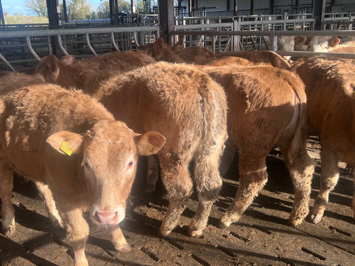 Smashing Golden Charolais Heifers - Image 2