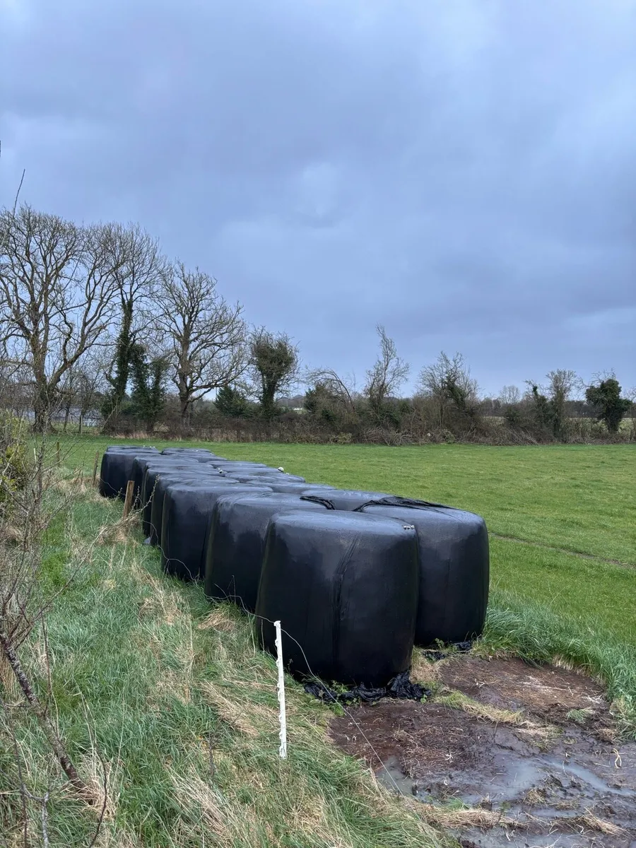 Silage round bales