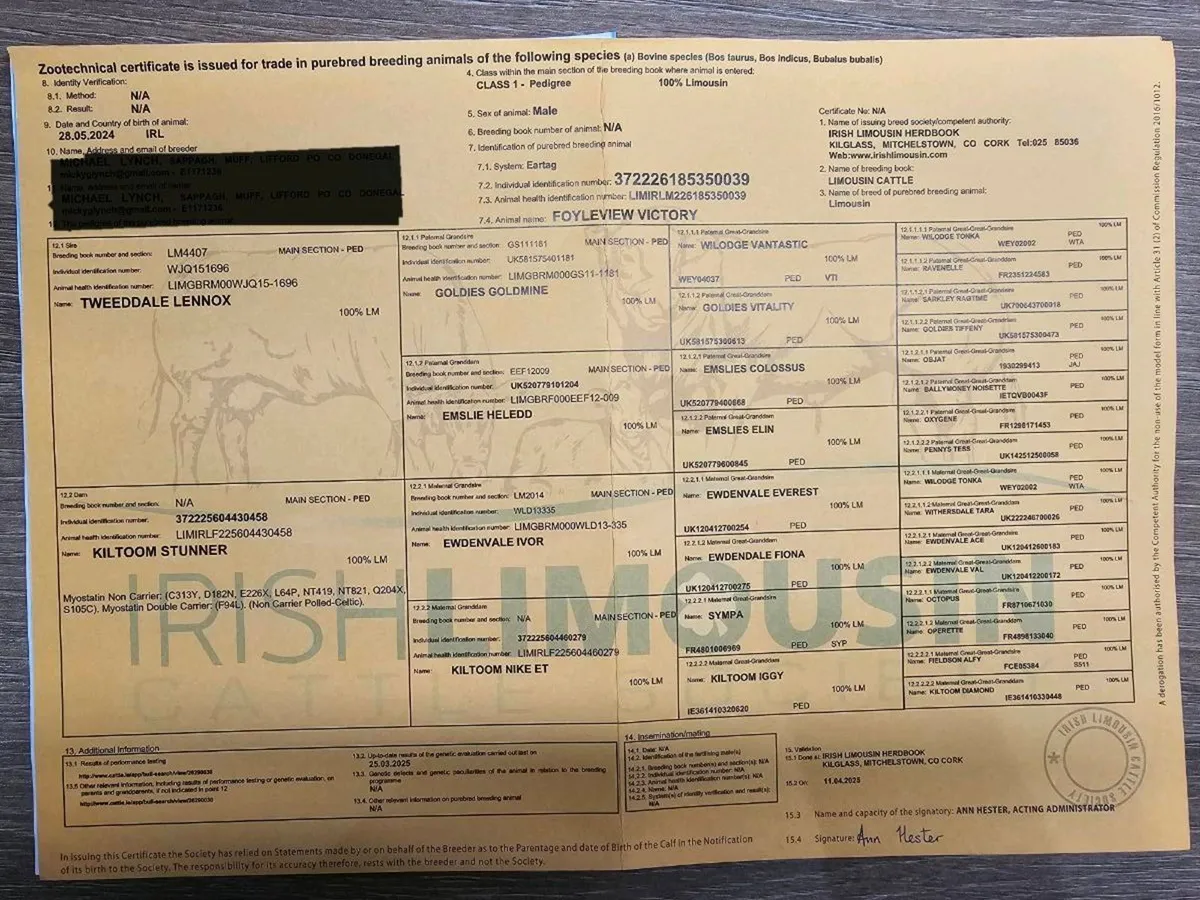 Pure Breed Limousin Bull for Sale - Image 2